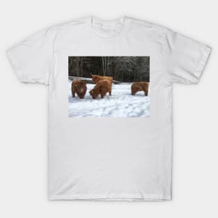 Scottish Highland Cattle Calves 1690 T-Shirt